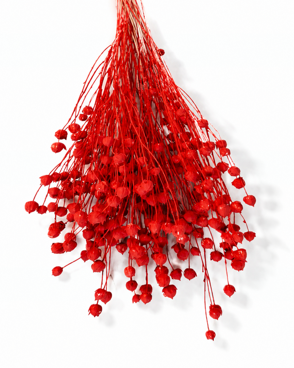 Detailed view of a full 50g bunch of bright red preserved linum seed heads for floral design

