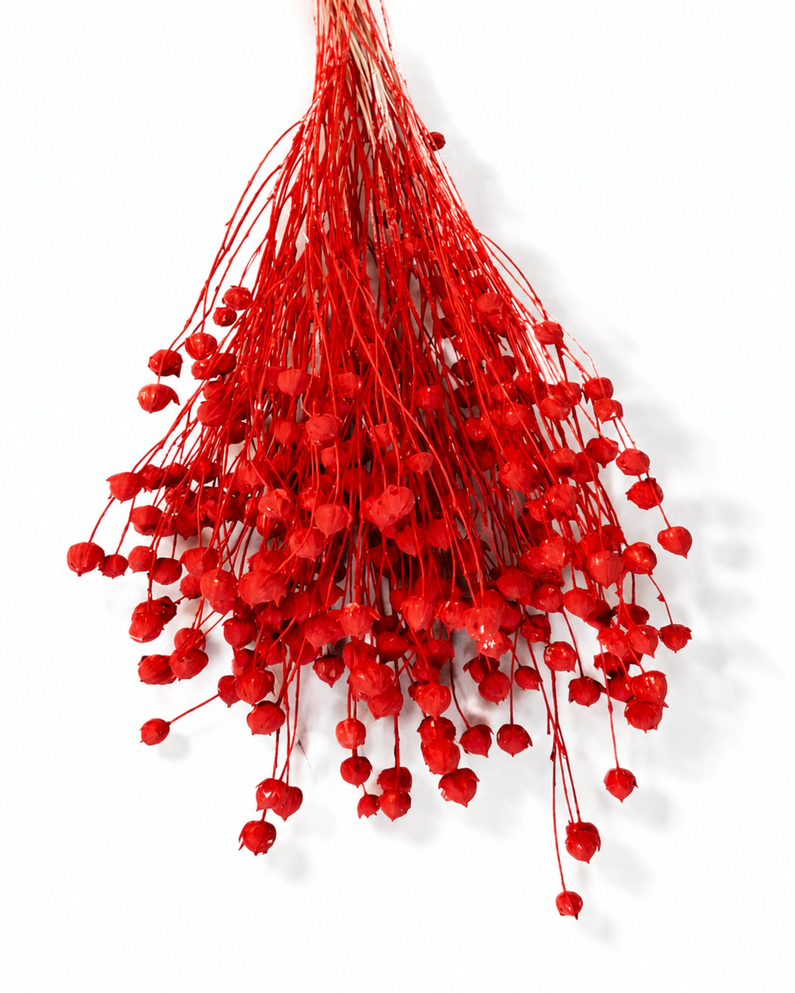 Detailed view of a full 50g bunch of bright red preserved linum seed heads for floral design
