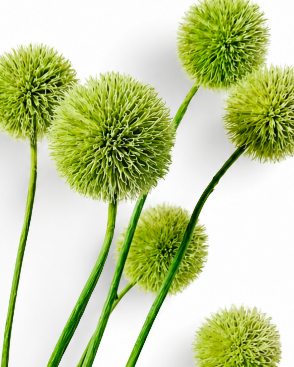 Fresh green dried globe thistle stems grouped together displaying round heads and slender stems.

