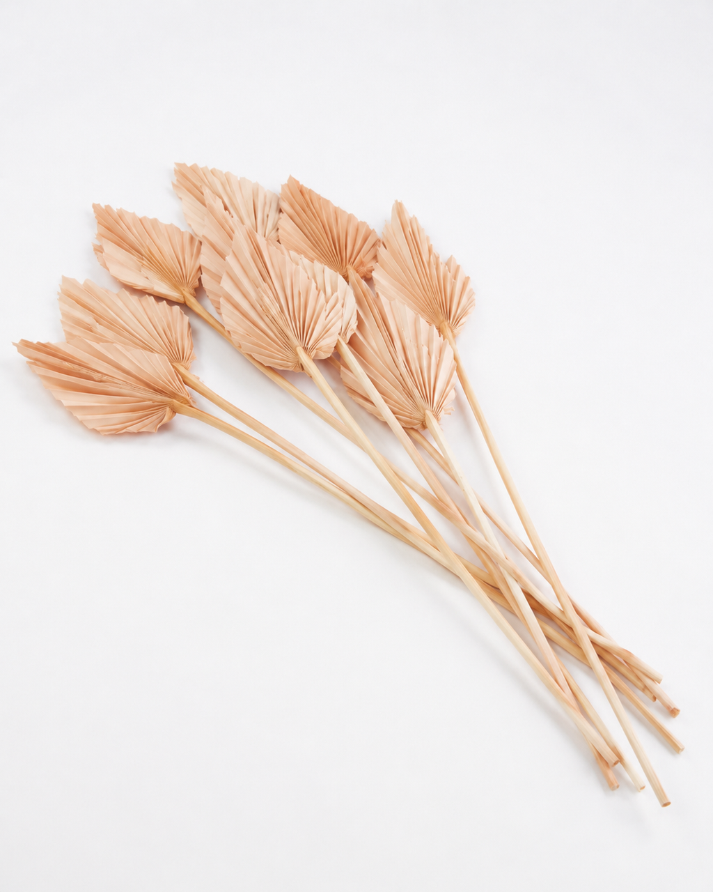 Dried Palm spear Nude