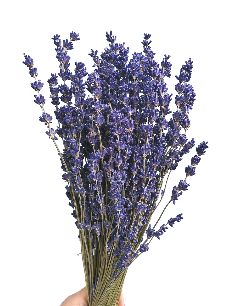 Dried Lavender
