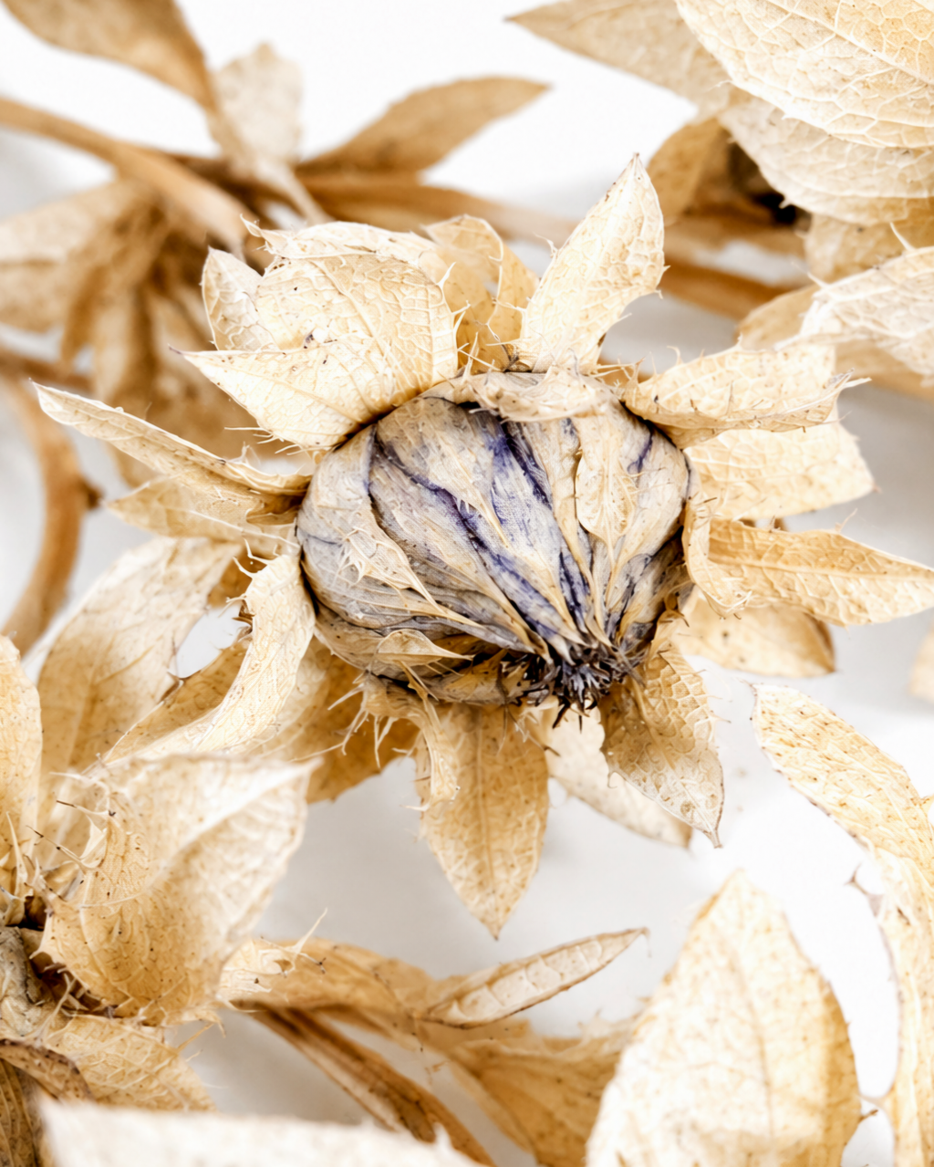 Extreme close-up of a preserved safflower head highlighting the dusty beige papery bracts and subtle ash-blue veining on the central bud.
