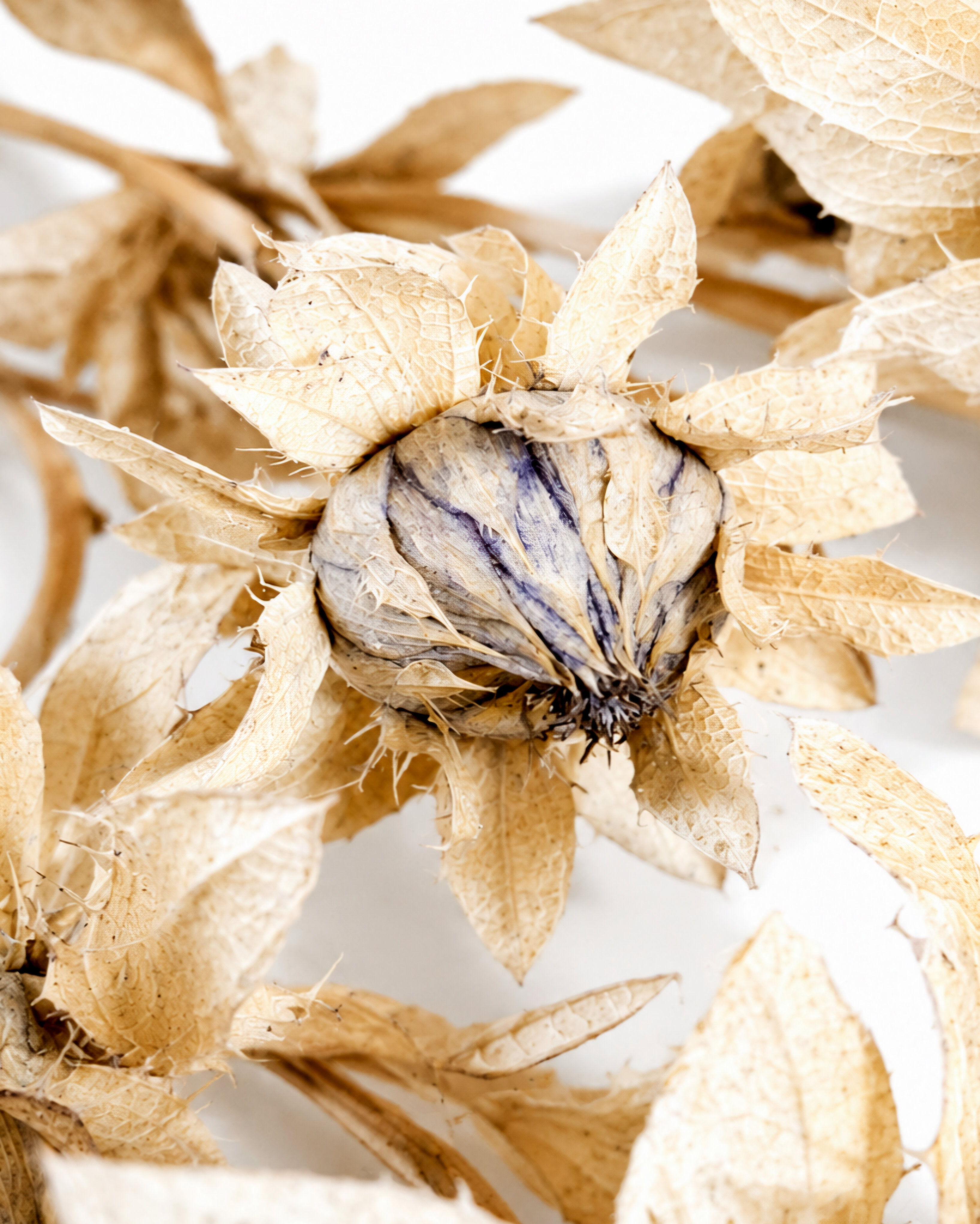 Extreme close-up of a preserved safflower head highlighting the dusty beige papery bracts and subtle ash-blue veining on the central bud.
