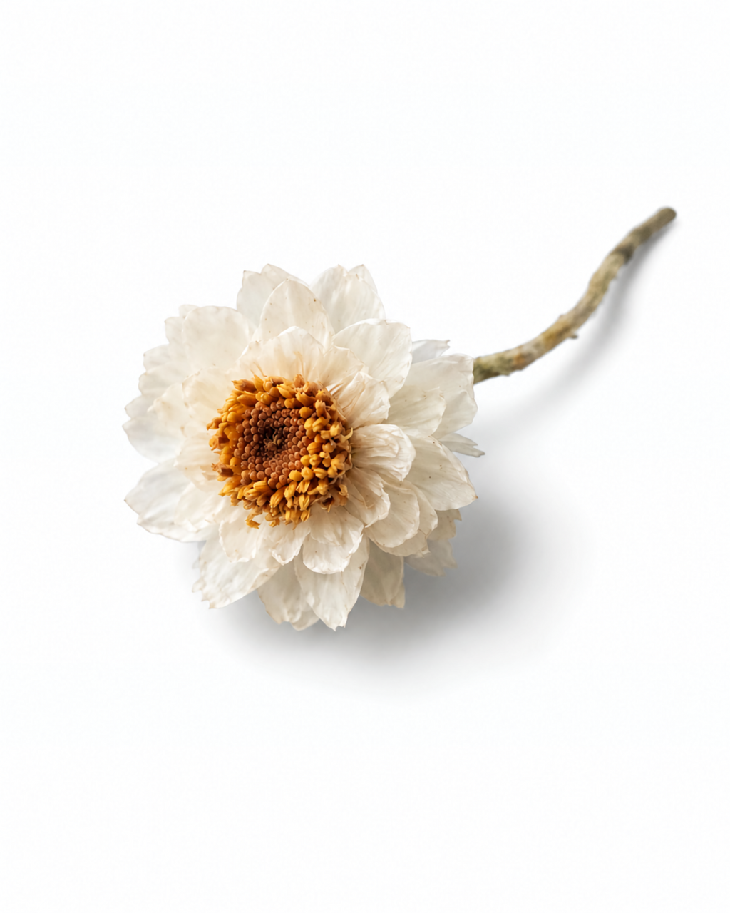 Dried Ammobium Flower Heads - 100 White Winged Everlasting