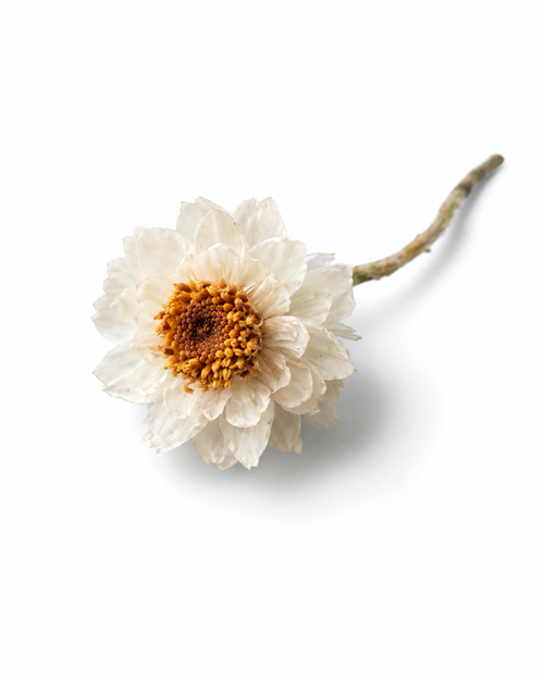 Dried Ammobium Flower Heads - 100 White Winged Everlasting