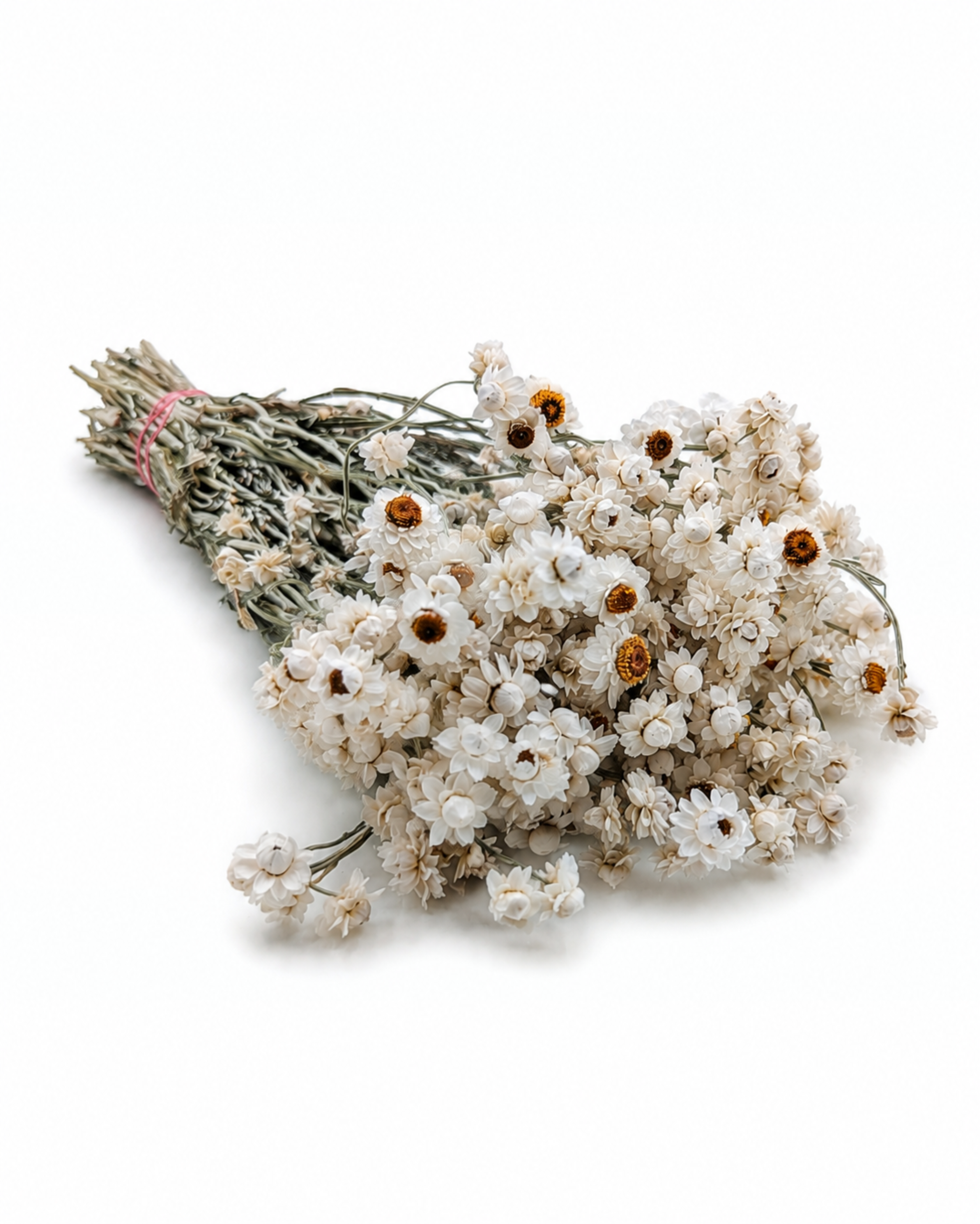 Full 50g bunch of natural white ammobium dried stems 50-55 cm for modern botanical arrangements