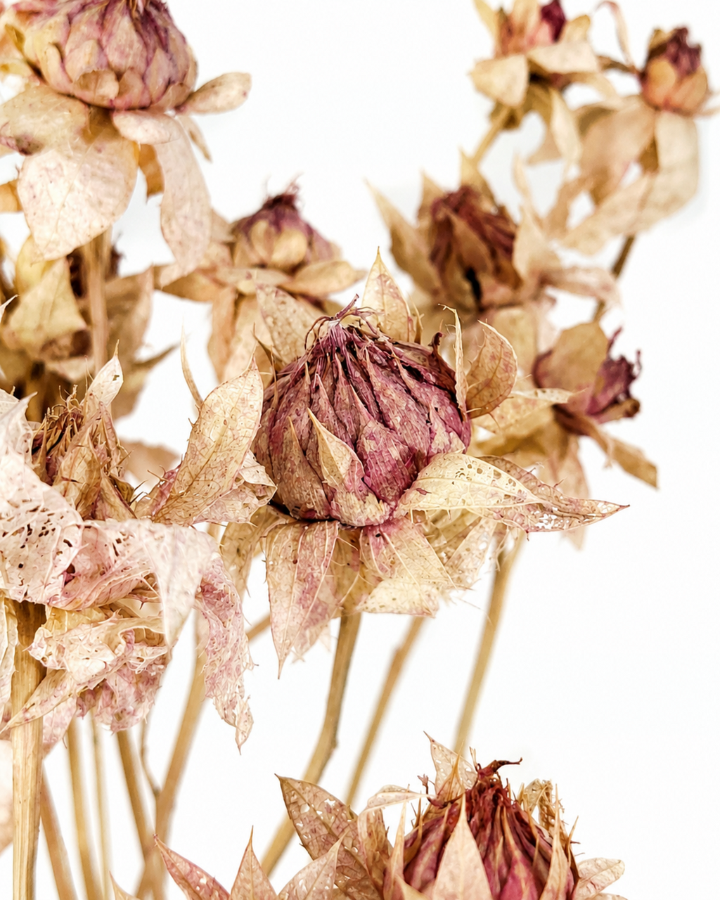 Premium dried blush pink safflower stems close up texture for professional florist decor
