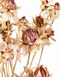 Premium dried blush pink safflower stems close up texture for professional florist decor