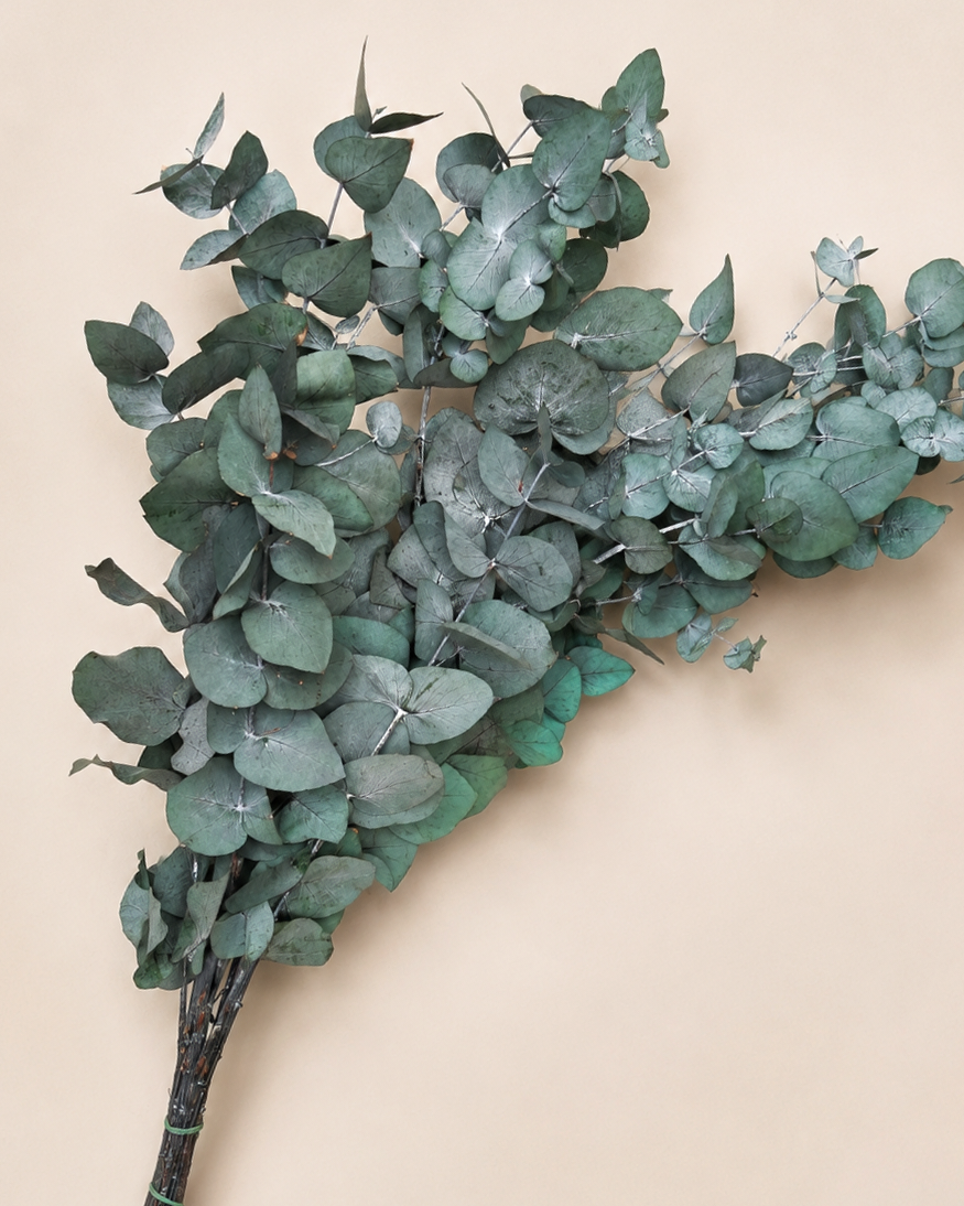 Preserved Eucalyptus Cinerea Stems