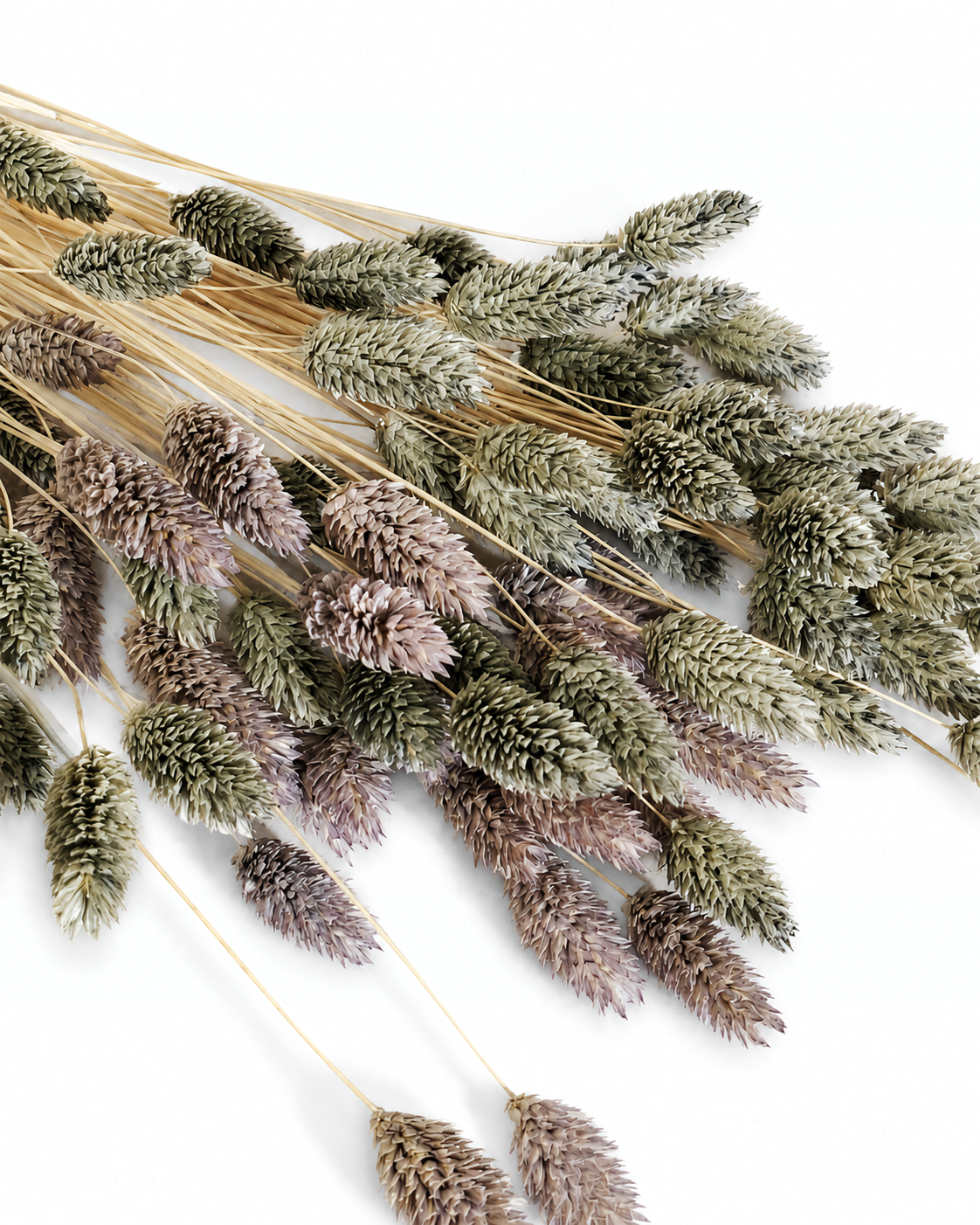 Grey Phalaris Stems, Dark Grey & Lavender Canary Grass Bunch