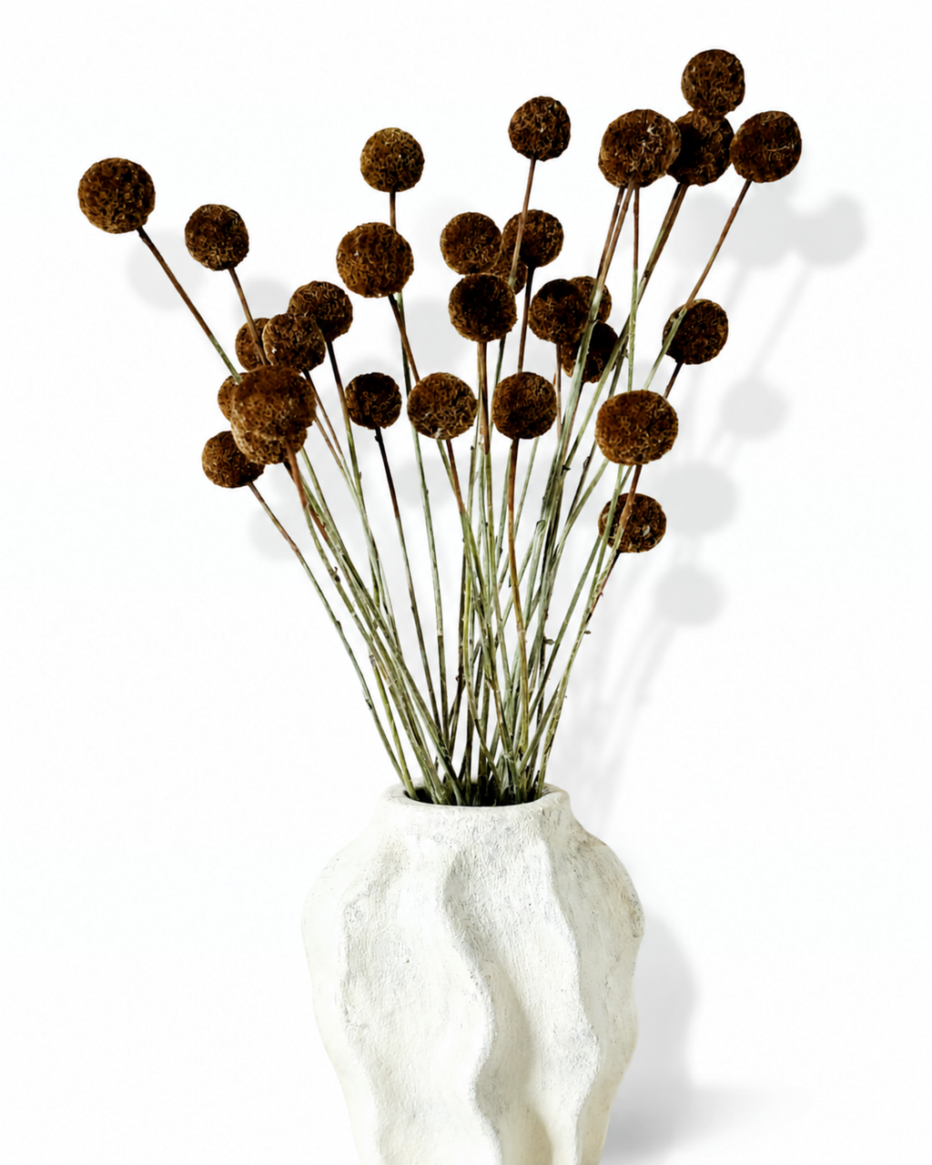 A 15-stem bundle of light brown craspedia stands upright in a modern white ceramic vase.

