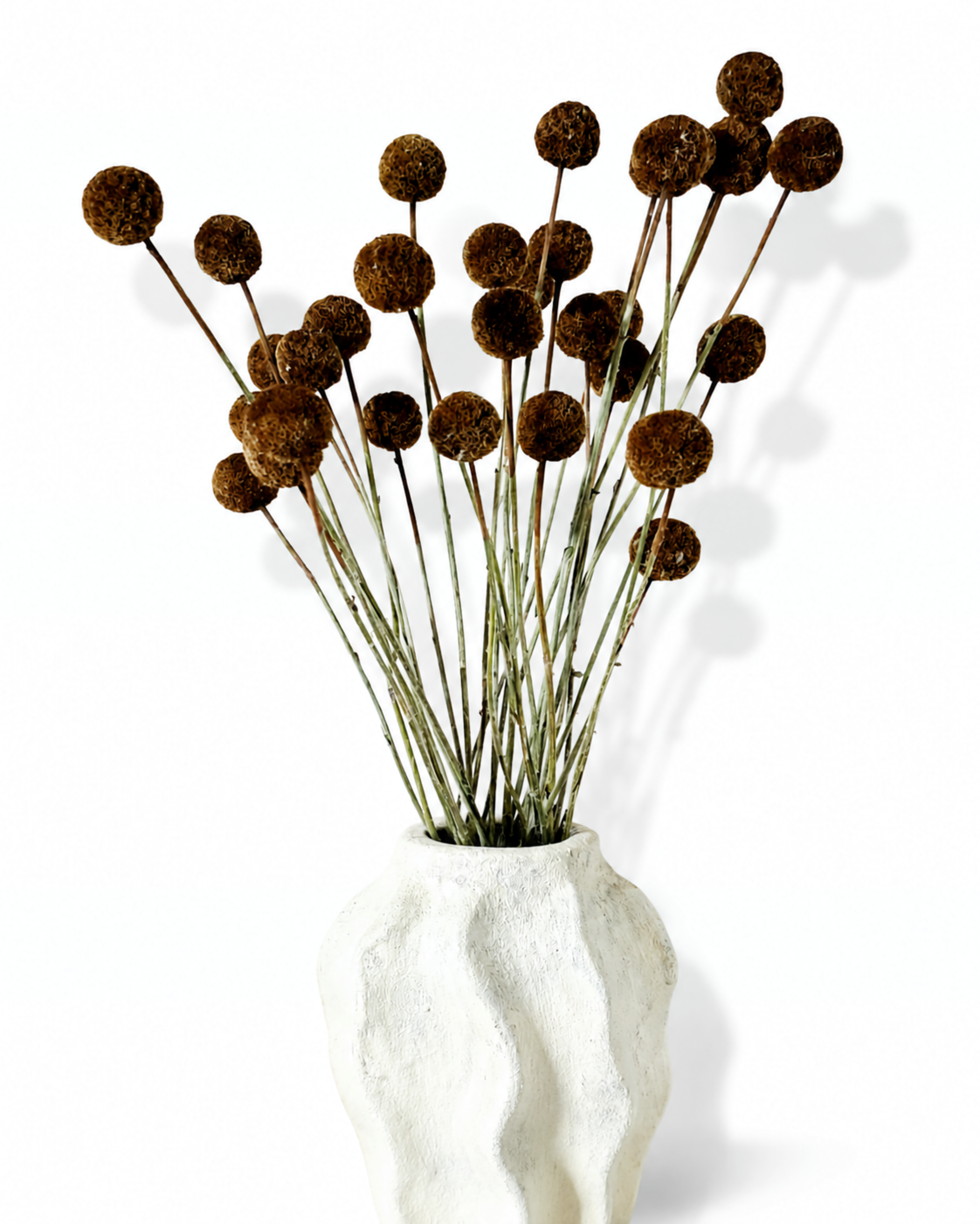 A 15-stem bundle of light brown craspedia stands upright in a modern white ceramic vase.
