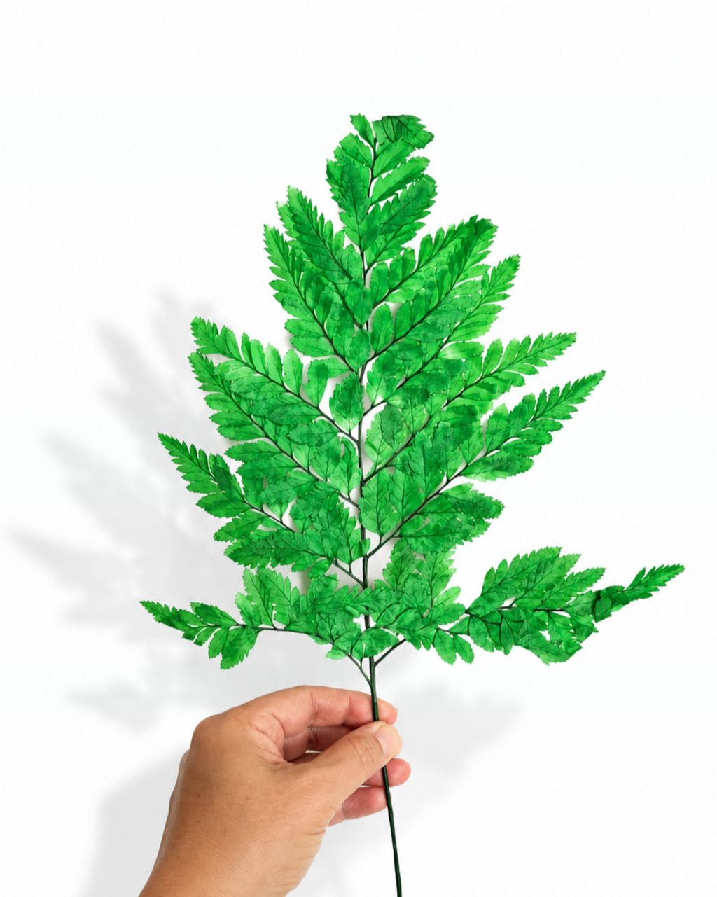 Dried Leatherleaf Fern Stems