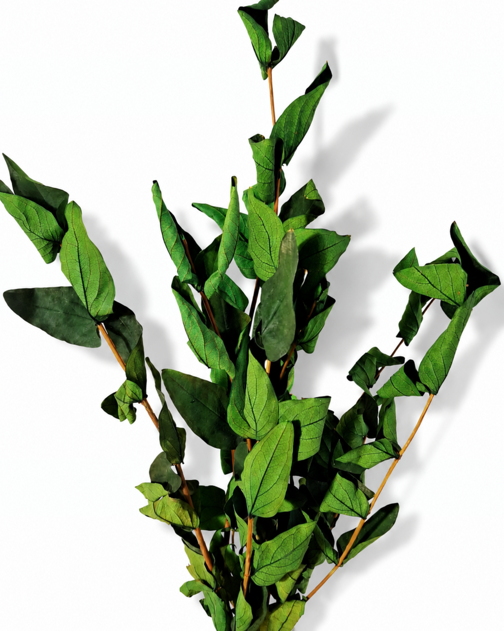 Preserved Green Foliage Branches