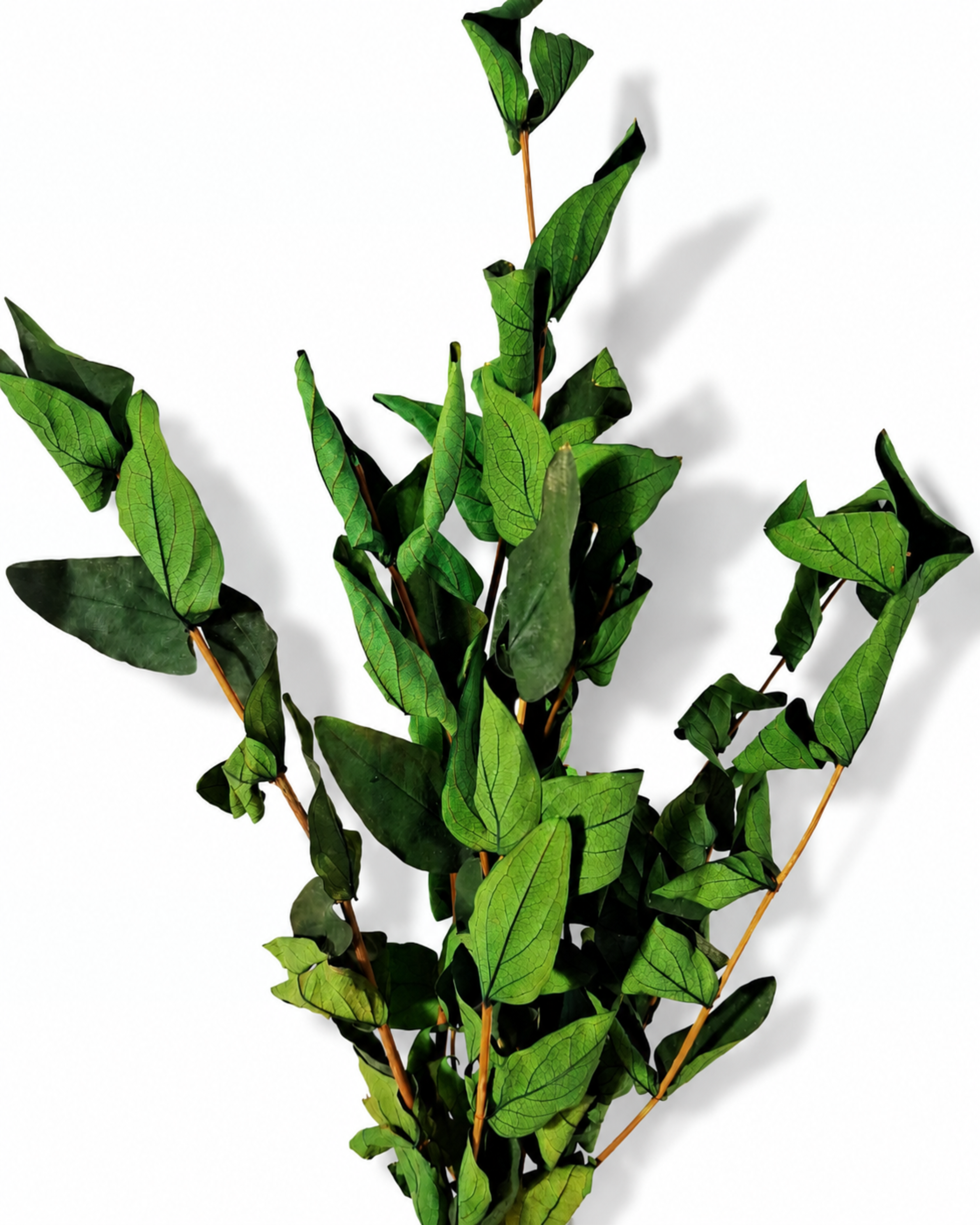 Preserved Green Foliage Branches