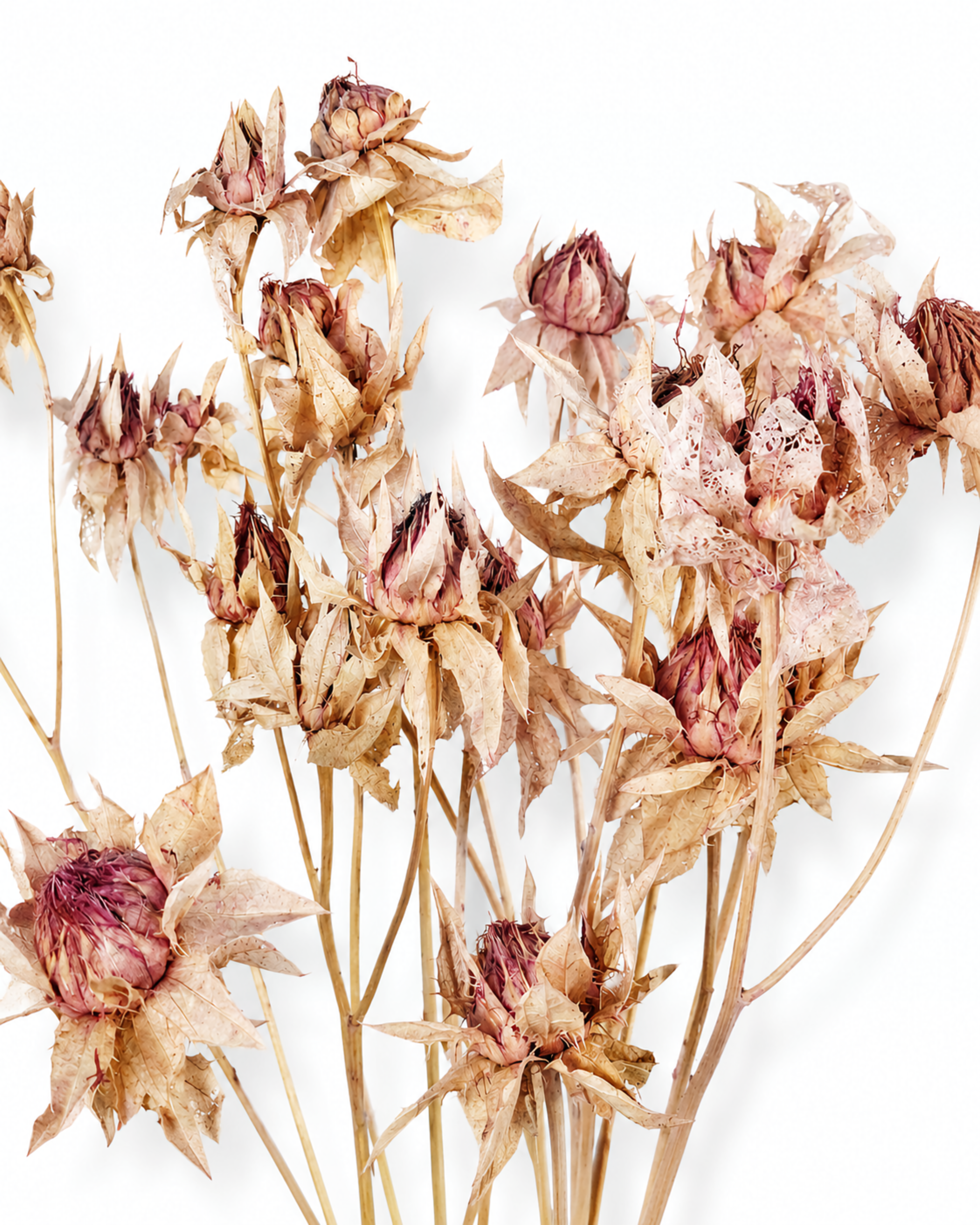 Wholesale bulk pink dried flowers and architectural botanical elements safely packed for Europe
