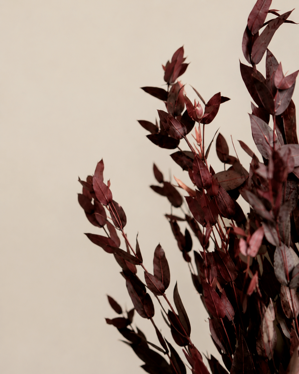 Premium Burgundy Preserved Eucalyptus Bundle