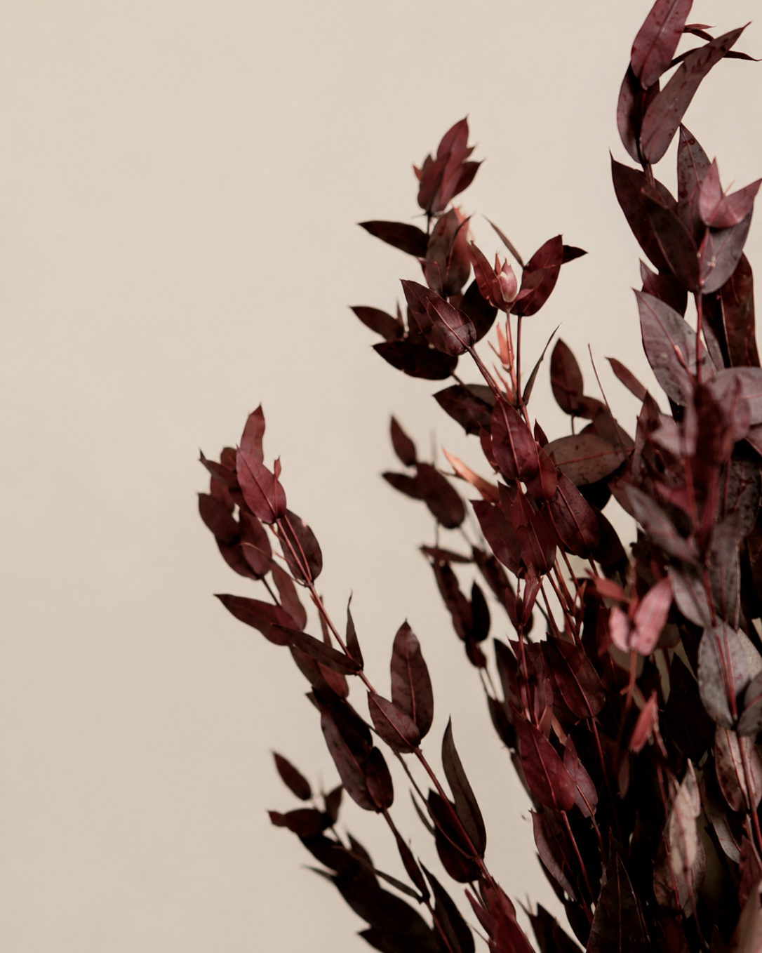 Premium Burgundy Preserved Eucalyptus Bundle