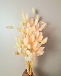 Soft Pink Lagurus Stems