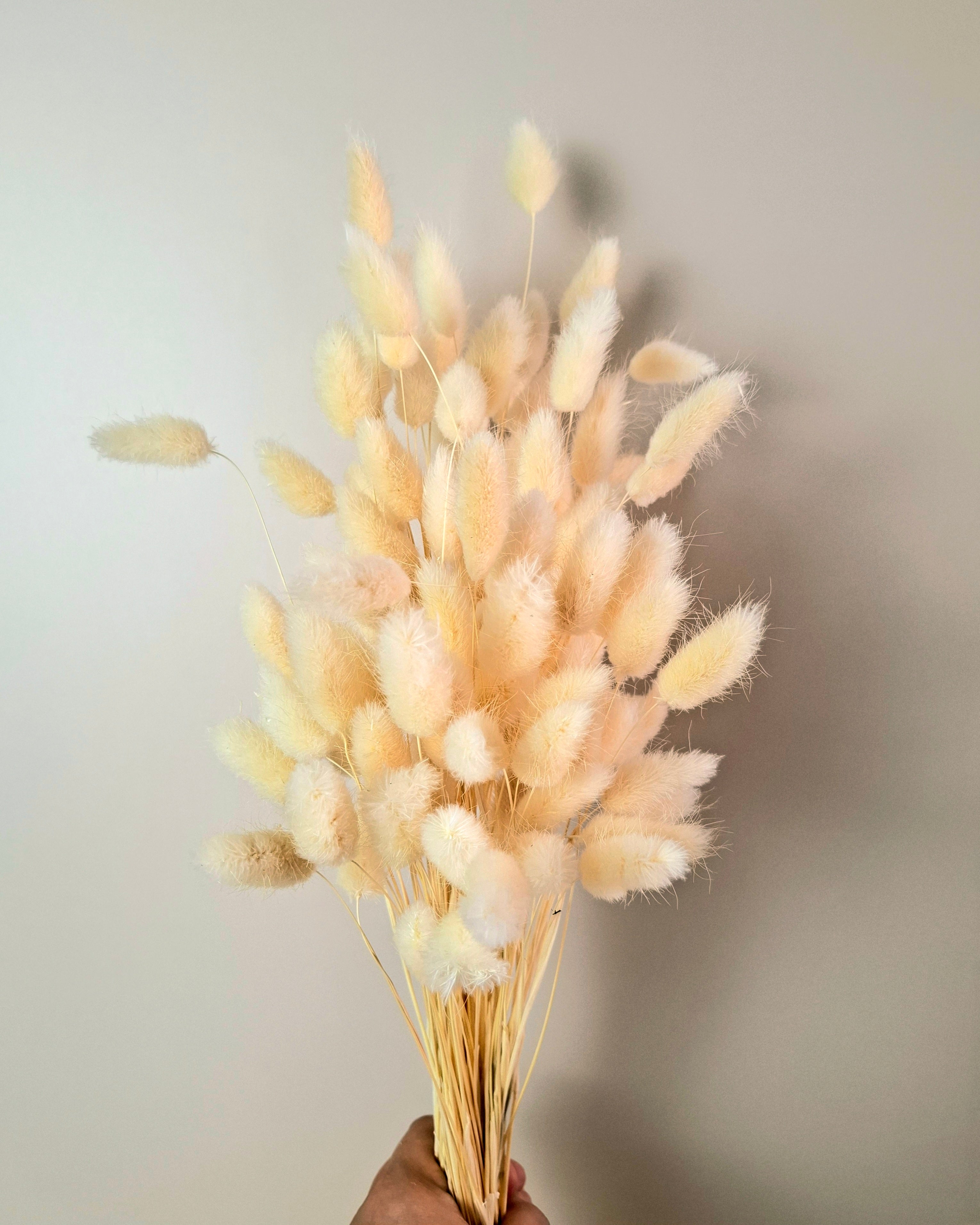 Soft Pink Lagurus Stems