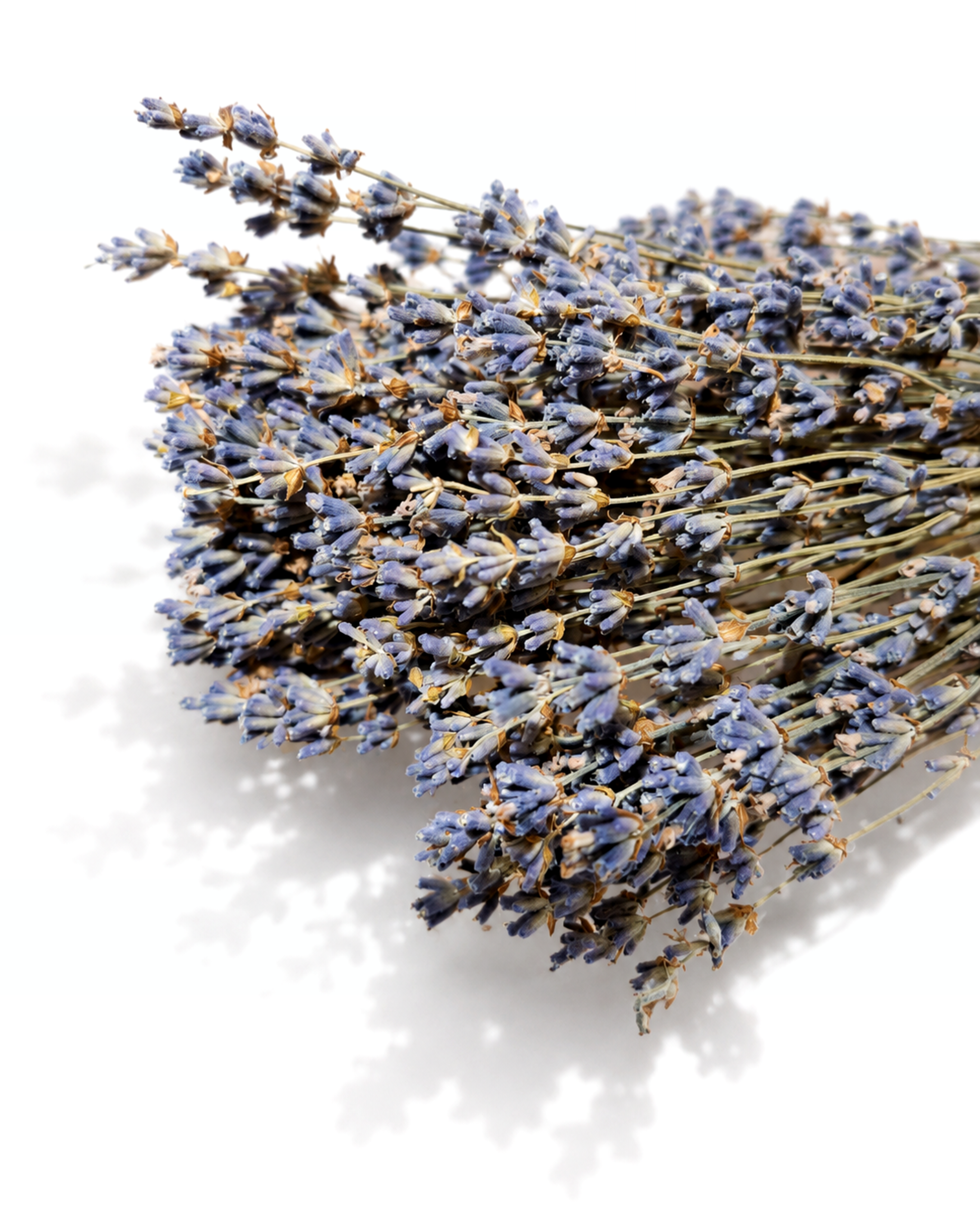Close-up shot of a dried blue lavender bouquet tied with natural jute twine on a plain background.
