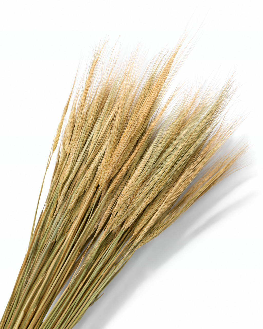 Natural Dried Barley Stems