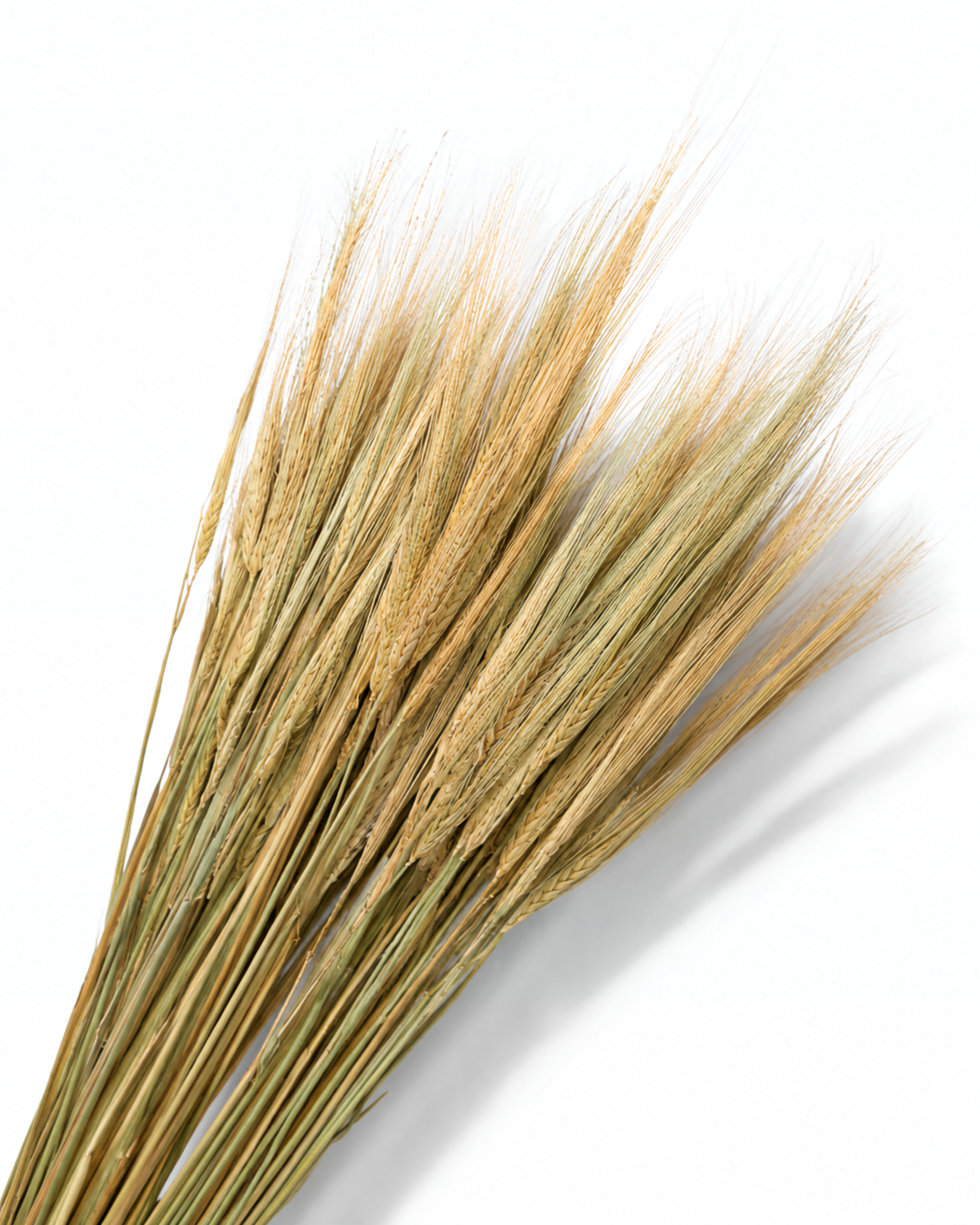 Natural Dried Barley Stems