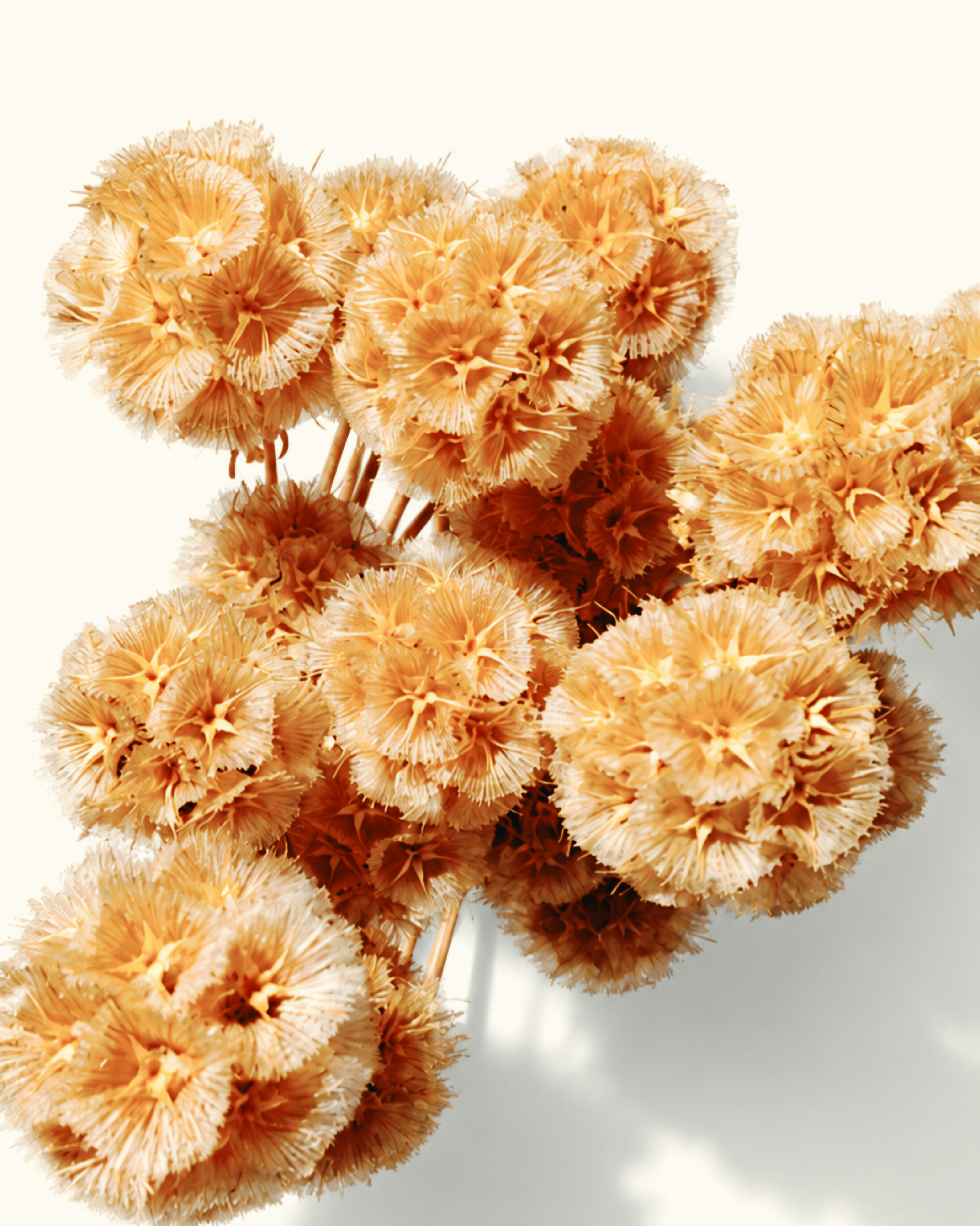 Peach Beige Scabiosa Pods