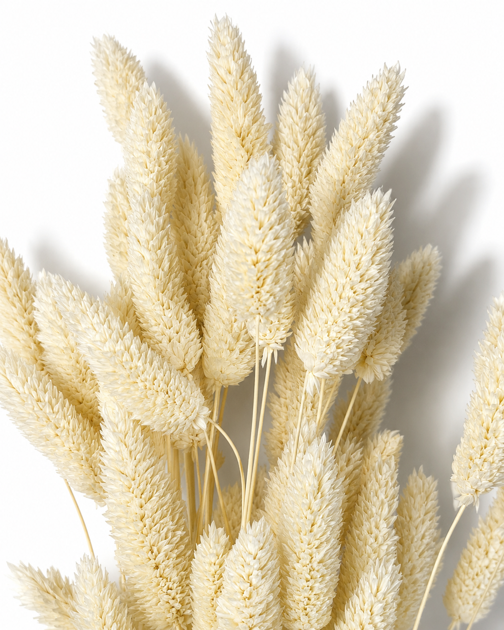 White Phalaris Stems