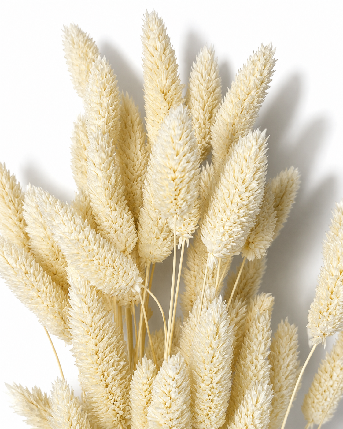 White Phalaris Stems