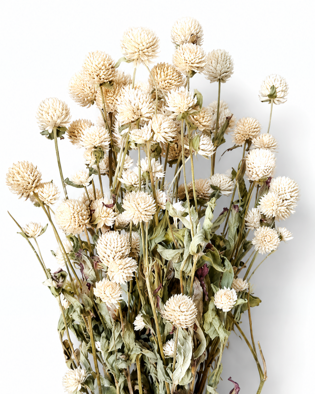 Ivory Gomphrena Stems