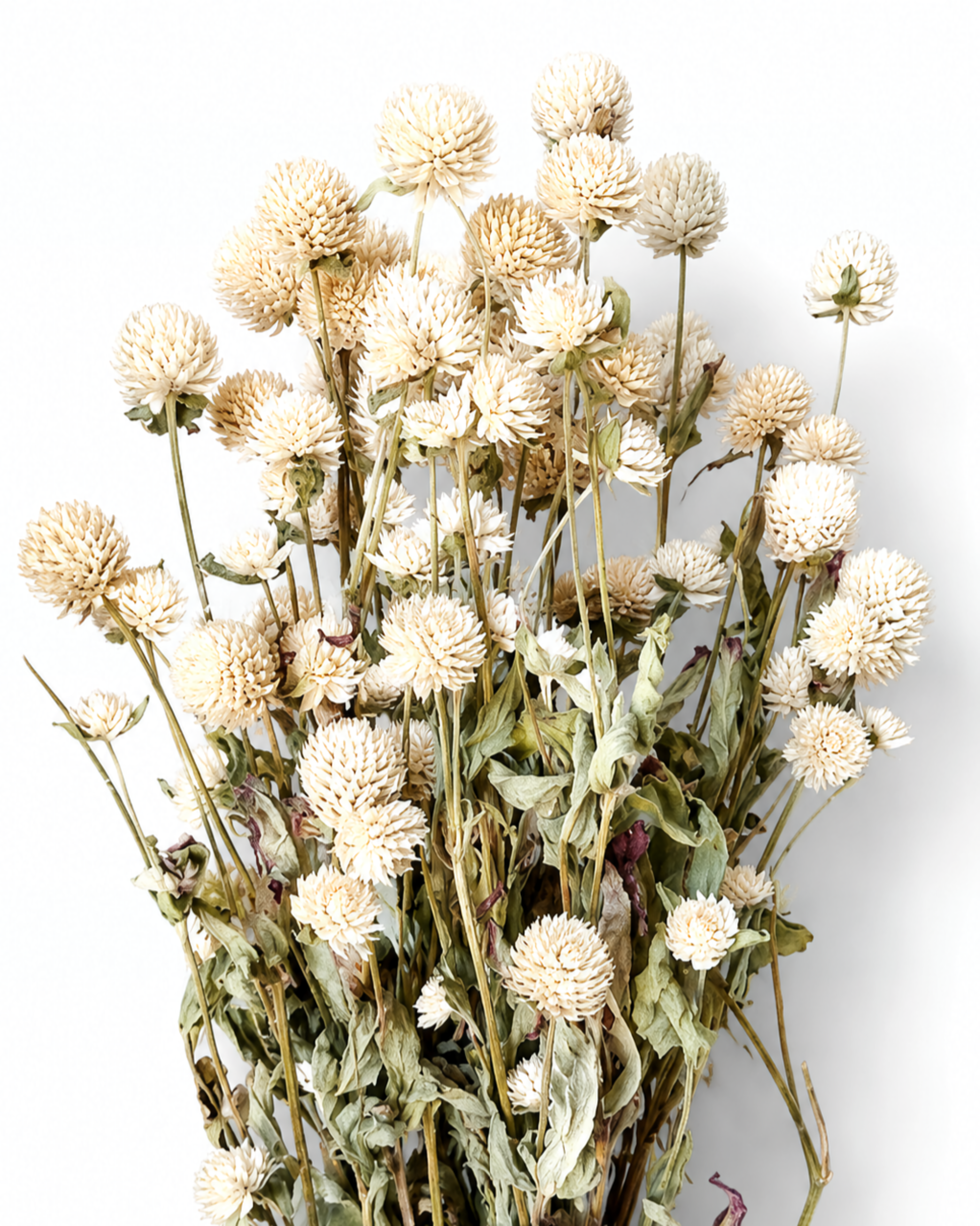Ivory Gomphrena Stems