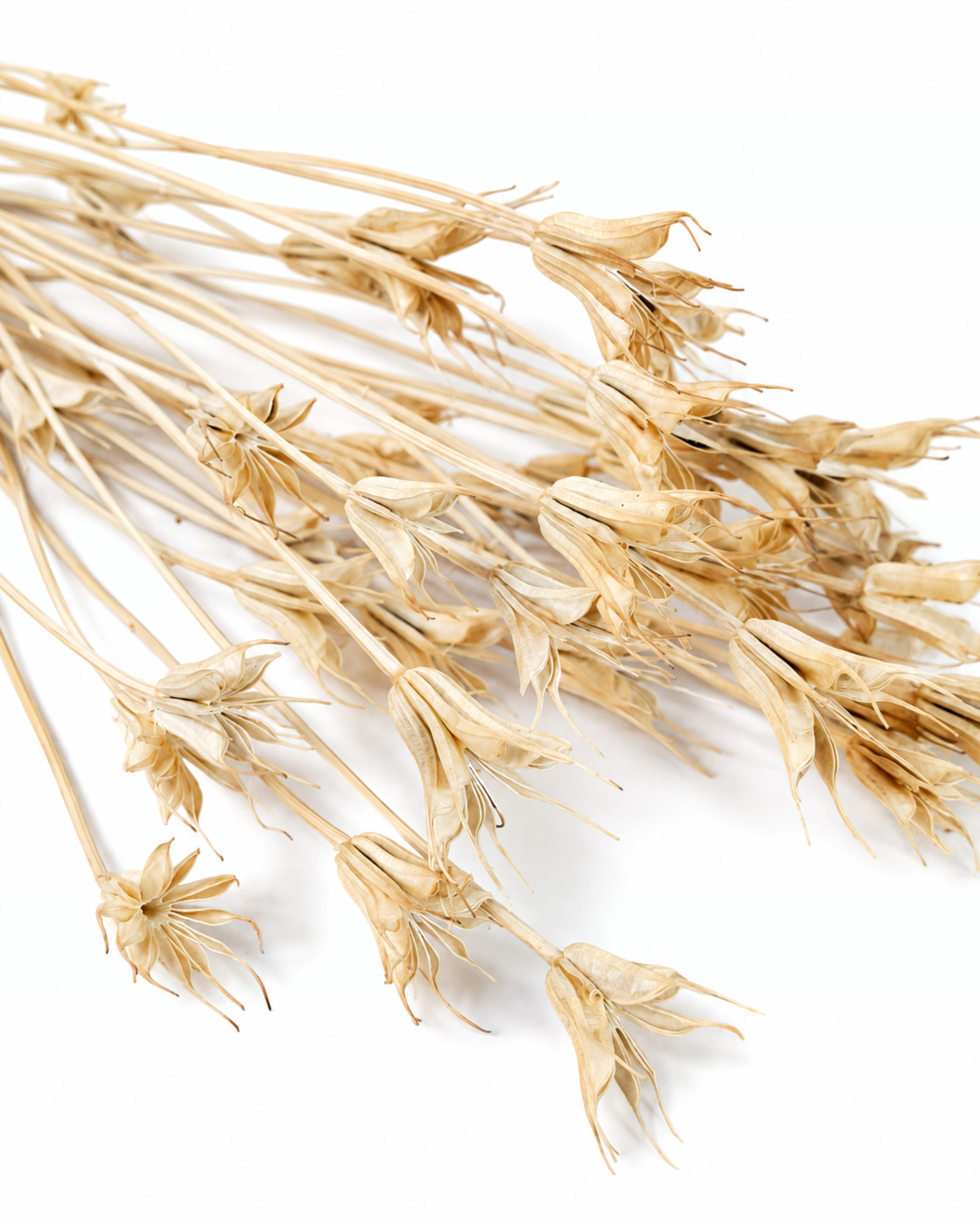 Close-up view of a bundle of natural dried nigella pods spread flat on a clean white surface
