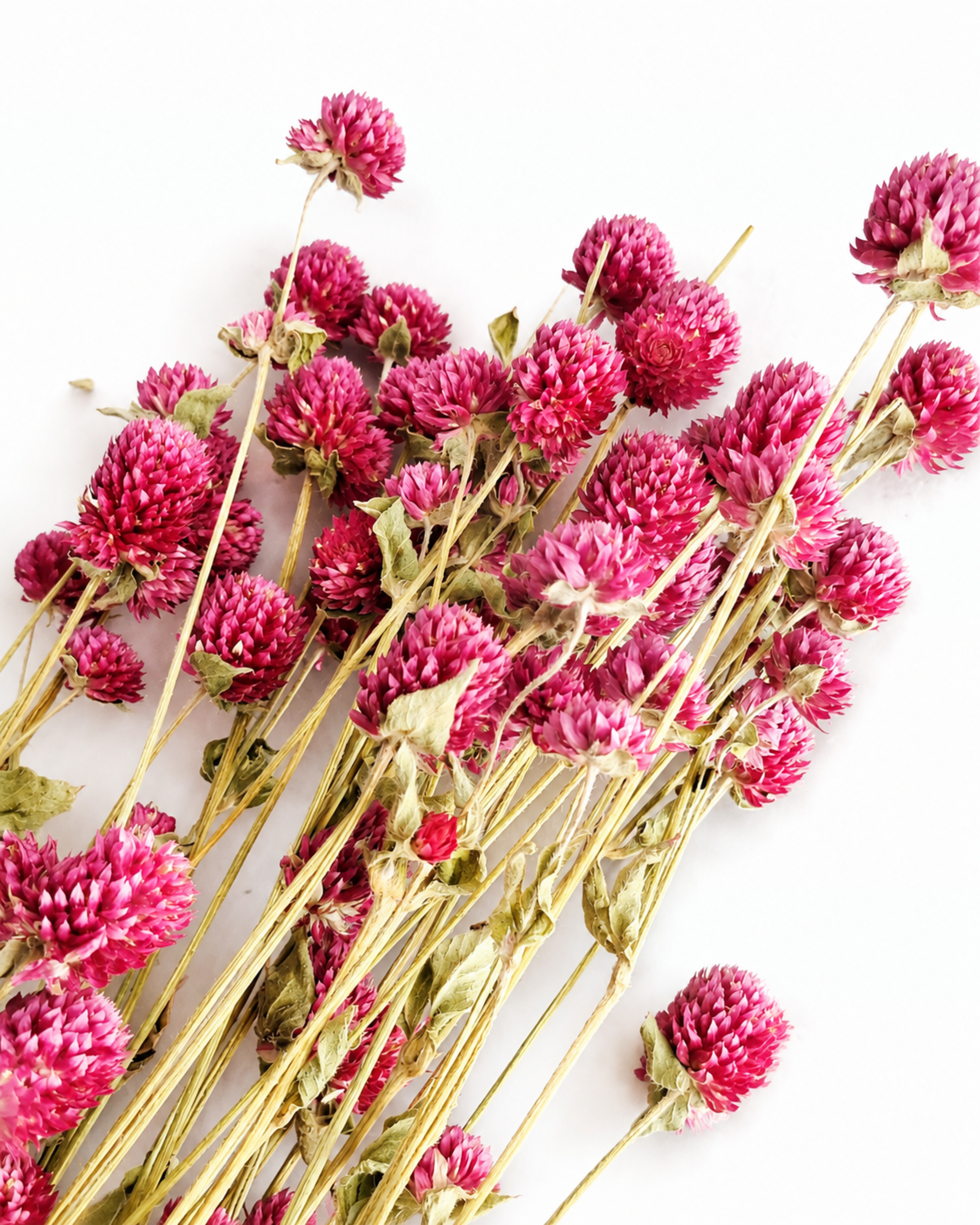 Overhead shot of a 50g bundle of natural pink Gomphrena stems laid out across a white background.
