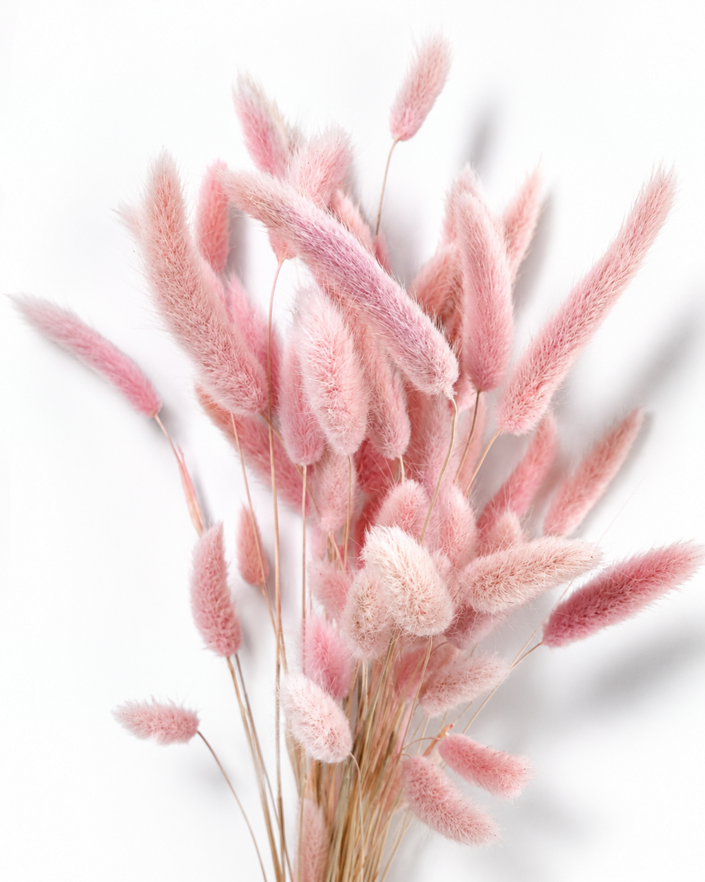 Soft Baby Pink Lagurus Stems, Preserved Bunny Tails