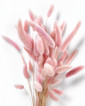Soft Baby Pink Lagurus Stems, Preserved Bunny Tails