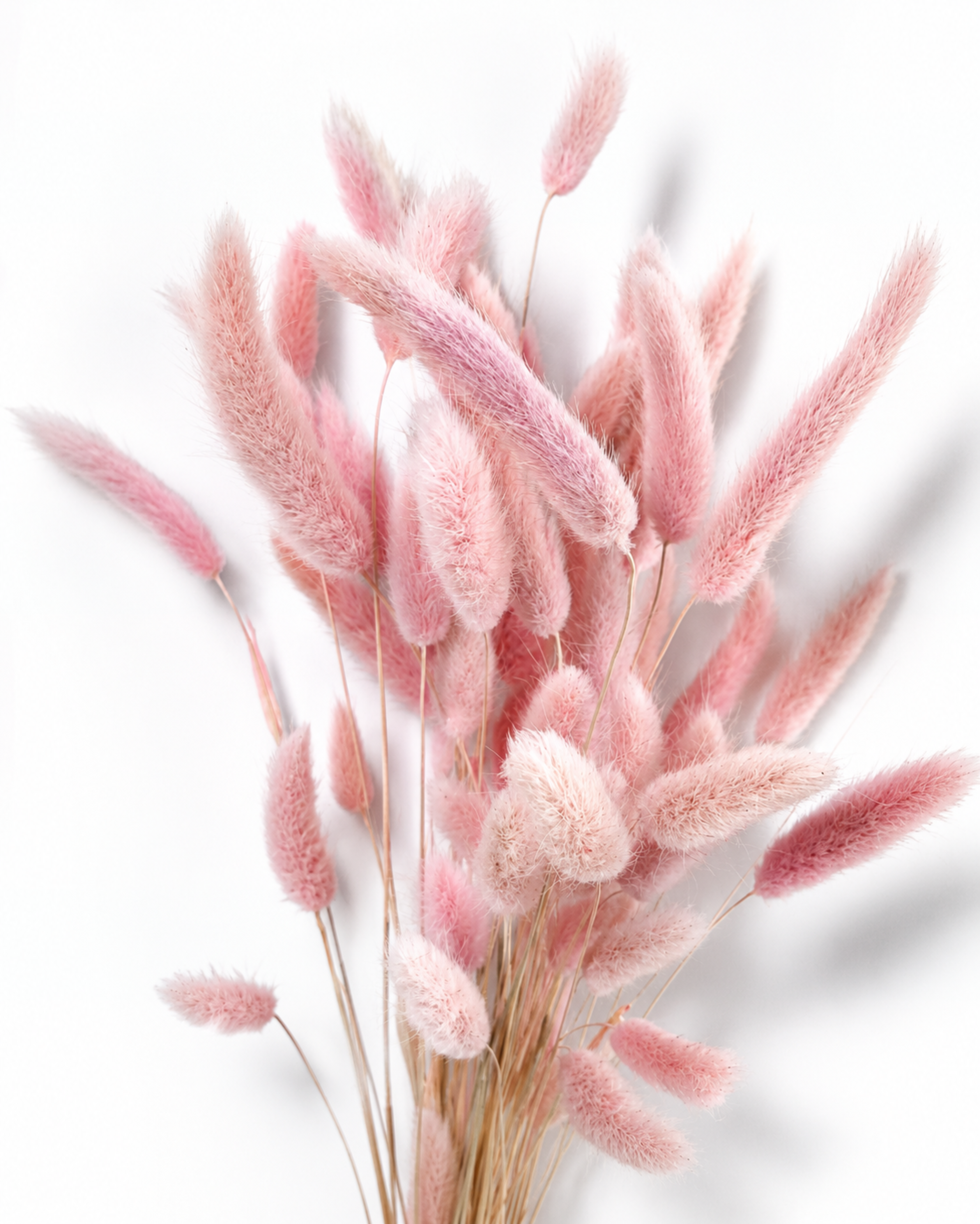 Soft Baby Pink Lagurus Stems, Preserved Bunny Tails