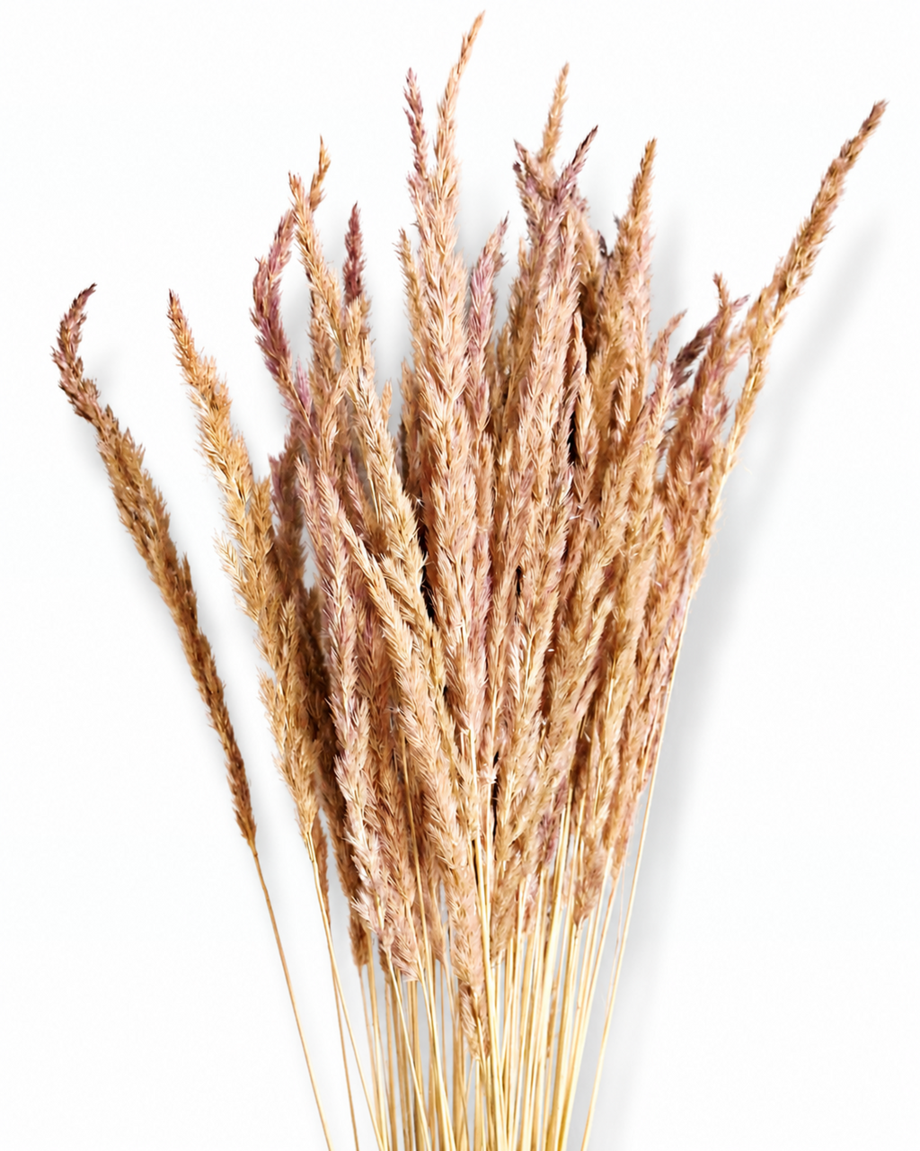 Beige Pink Calamagrostis Stems