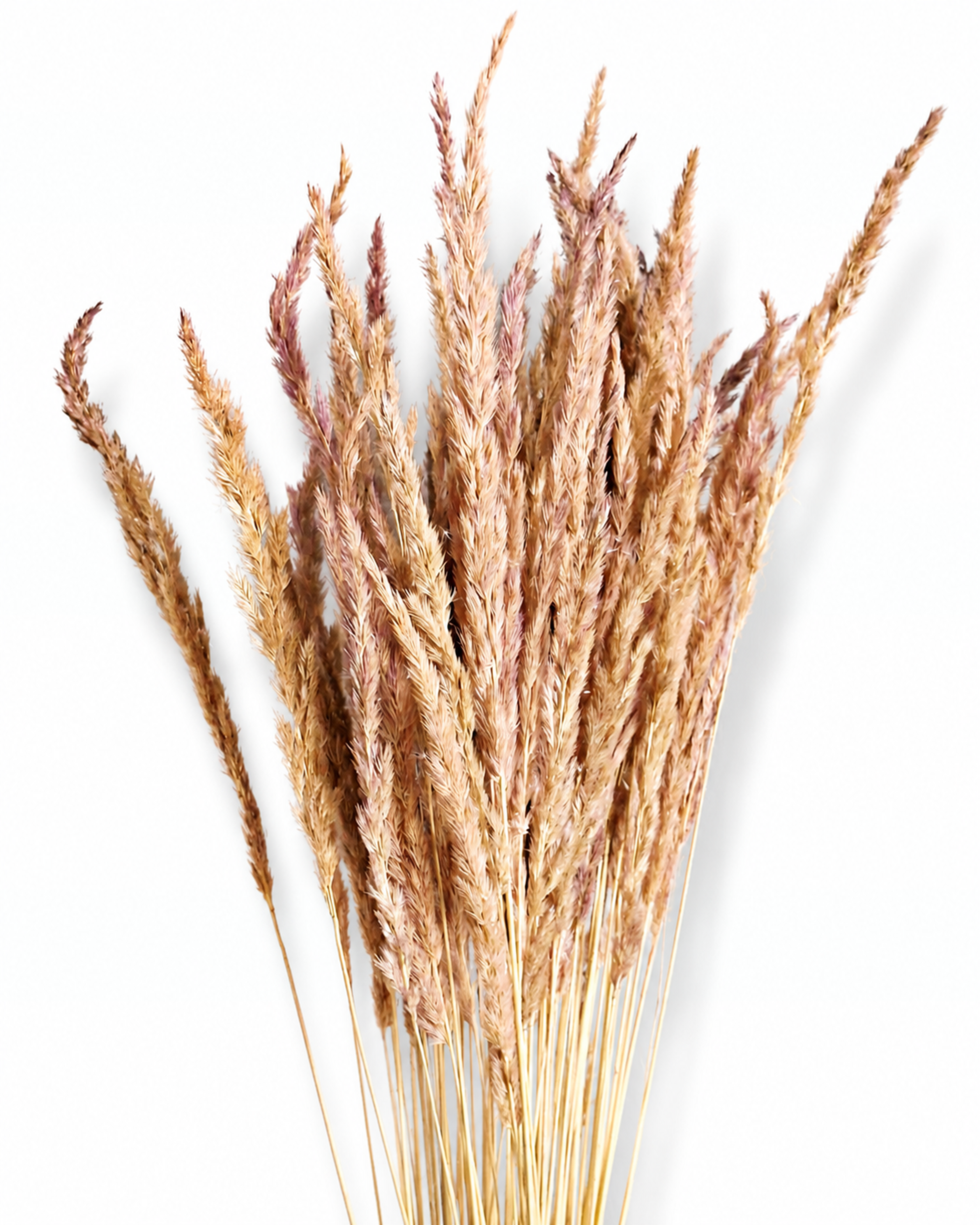 Beige Pink Calamagrostis Stems