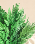 Dried Leatherleaf Fern