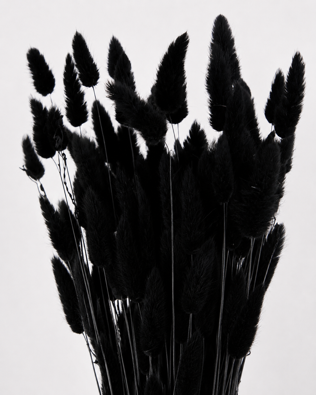 Black Bunny Tail Grass