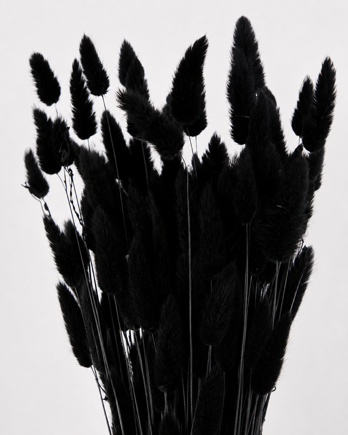 Black Bunny Tail Grass