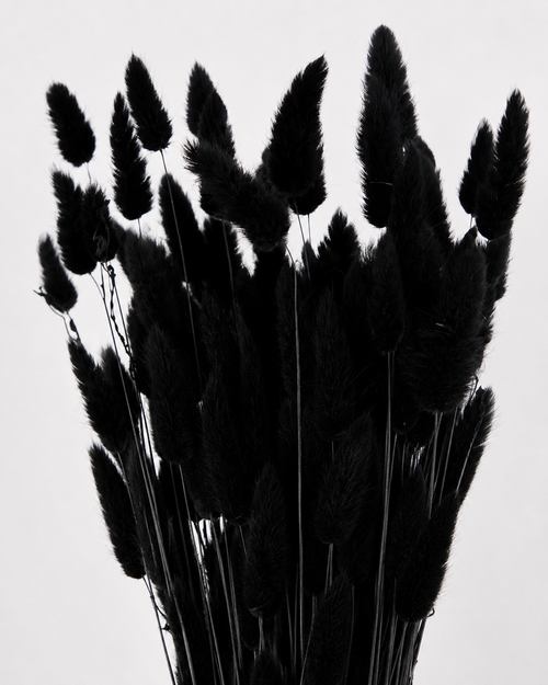 Black Bunny Tail Grass