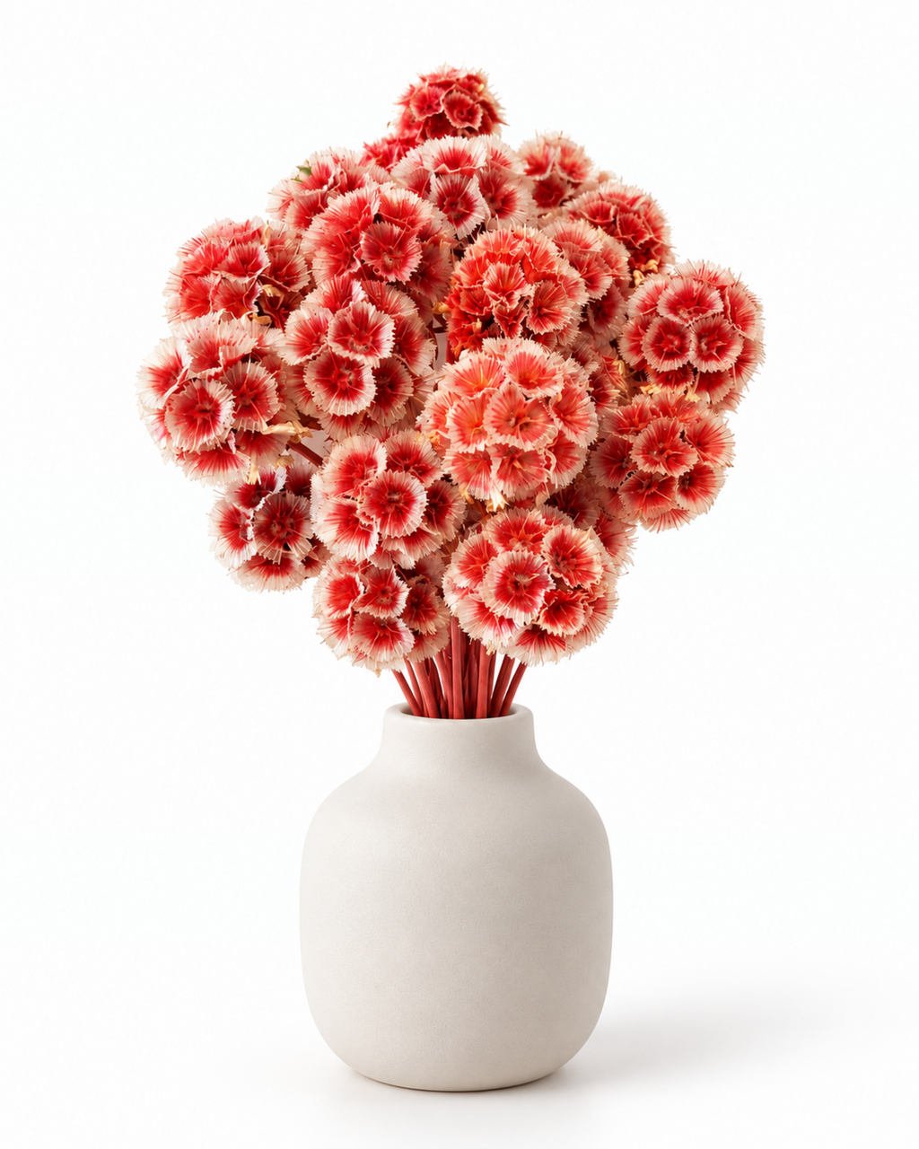 Coral Red Dried Scabiosa Stems - 15-17cm Starflower Pods (Bunch of 10)