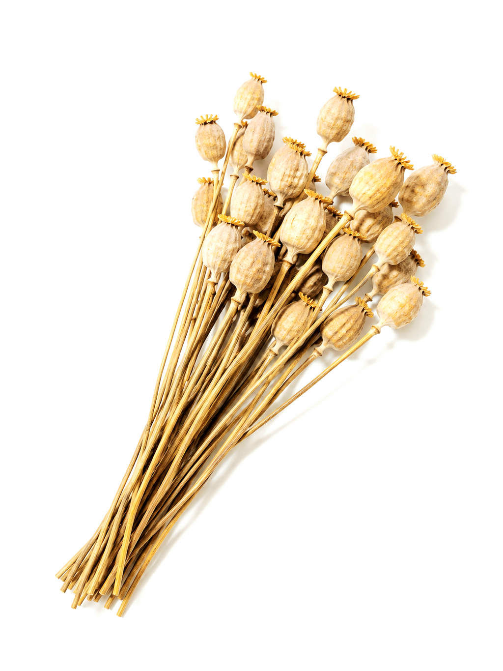 Natural Dried Poppy Pods Stems