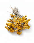 Yellow Lonas Inodora Flowers