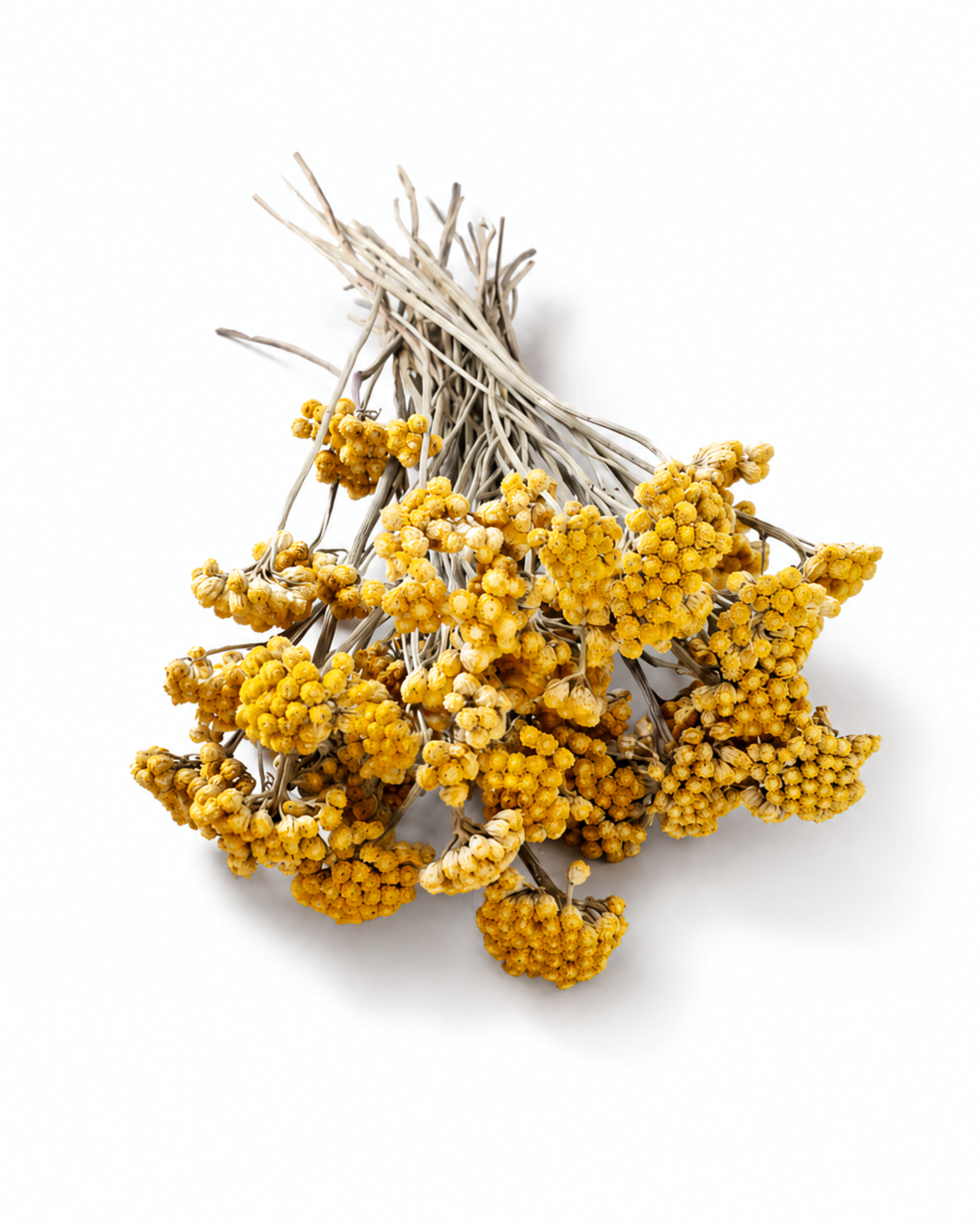 Yellow Lonas Inodora Flowers