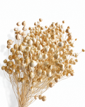 40 cm long natural warm beige dried flax bouquet 50 grams for wholesale studio flower supply