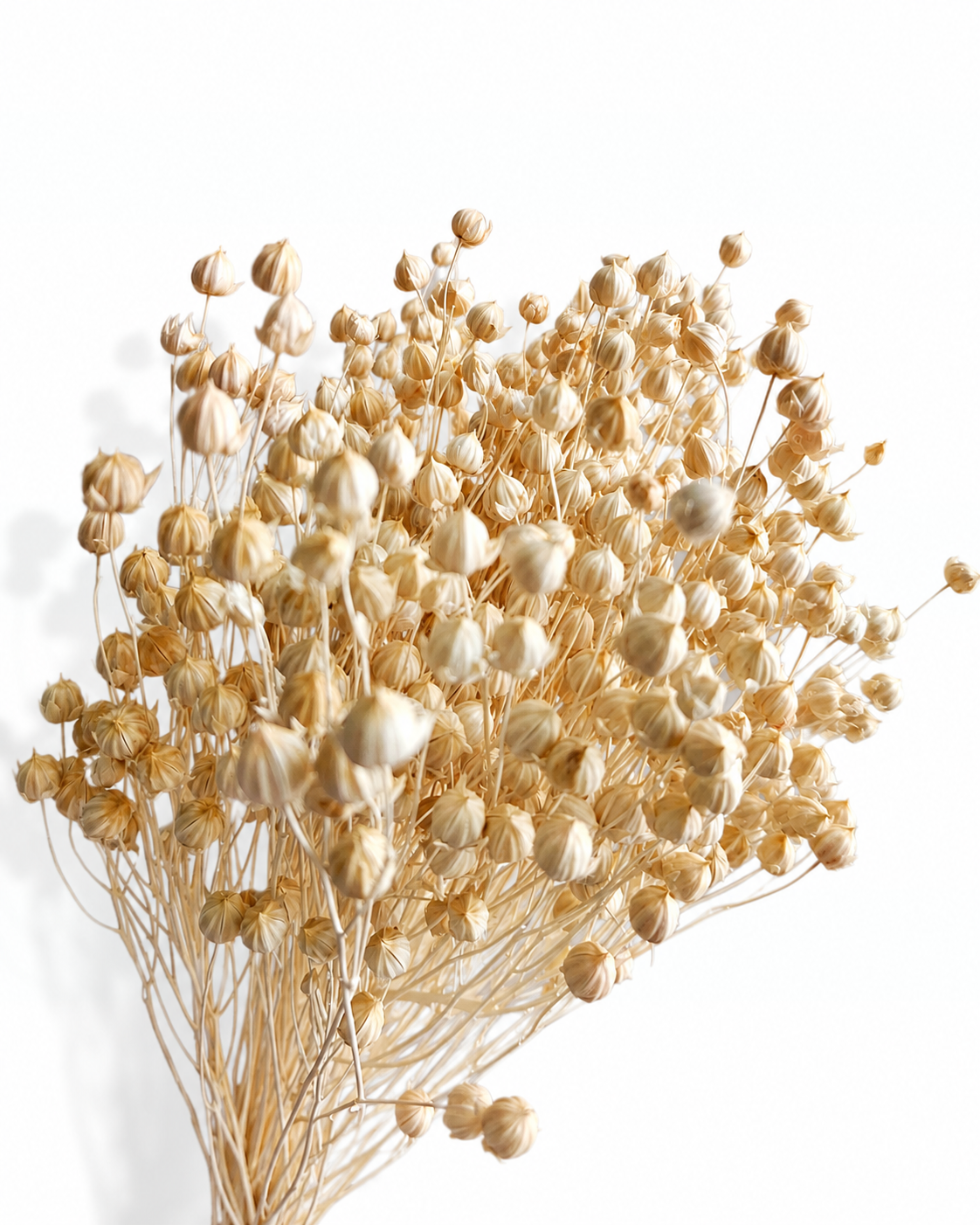 40 cm long natural warm beige dried flax bouquet 50 grams for wholesale studio flower supply