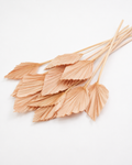 Dried Palm spear Nude